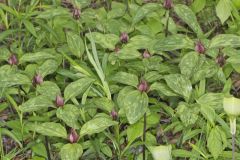 Prairie Trillium, Trillium recurvatum