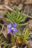 Prairie Violet, Viola pedatifida