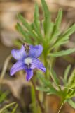 Prairie Violet, Viola pedatifida