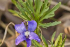 Prairie Violet, Viola pedatifida