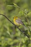 Prairie Warbler, Setophaga discolor