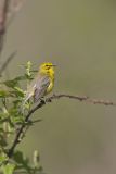 Prairie Warbler, Setophaga discolor