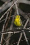 Prairie Warbler, Setophaga discolor