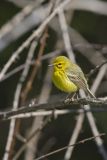 Prairie Warbler, Setophaga discolor