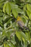 Prairie Warbler, Setophaga discolor