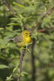Prairie Warbler, Setophaga discolor