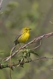 Prairie Warbler, Setophaga discolor