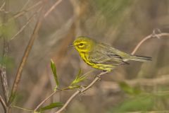 Prairie Warbler, Setophaga discolor
