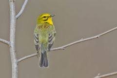 Prairie Warbler, Setophaga discolor