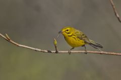 Prairie Warbler, Setophaga discolor