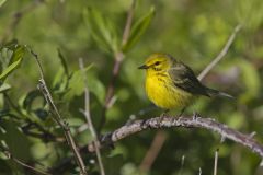 Prairie Warbler, Setophaga discolor