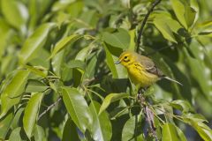 Prairie Warbler, Setophaga discolor