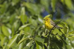 Prairie Warbler, Setophaga discolor