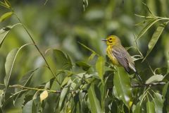 Prairie Warbler, Setophaga discolor