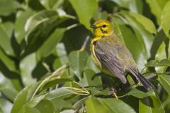 Prairie Warbler, Setophaga discolor