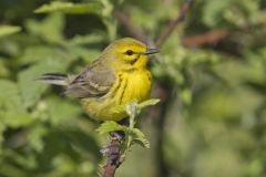 Prairie Warbler, Setophaga discolor