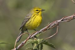 Prairie Warbler, Setophaga discolor