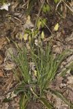 Pretty Sedge, Carex Woodii