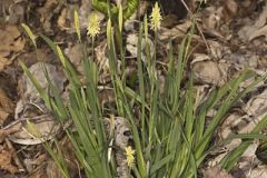 Pretty Sedge