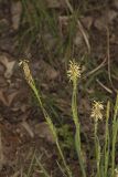 Pretty Sedge, Carex Woodii