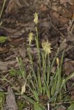 Pretty Sedge, Carex Woodii