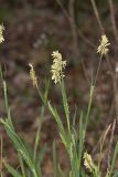 PPrettySedge004
