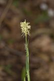 PPrettySedge005