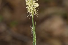 Cyperaceae, Sedge Family