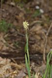 PPrettySedge006