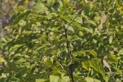 Prickly Ash, Zanthoxylum americanum