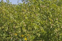 Prickly Ash, Zanthoxylum americanum