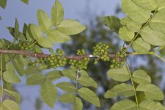 Prickly Ash, Zanthoxylum americanum