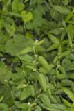 Prickly Fanpetals, Sida Spinosa