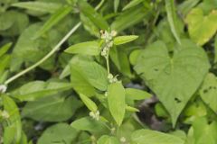 Prickly Fanpetals, Sida Spinosa