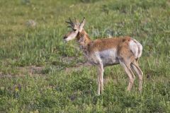 Pronghorn, Antilocapra americana