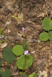 Prostrate Ticktrefoil, Desmodium rotundifolium