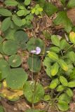 Prostrate Ticktrefoil, Desmodium rotundifolium