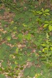 Prostrate Ticktrefoil, Desmodium rotundifolium