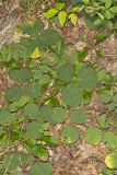 Prostrate Ticktrefoil, Desmodium rotundifolium