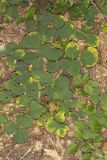 Prostrate Ticktrefoil, Desmodium rotundifolium