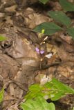 Prostrate Ticktrefoil, Desmodium rotundifolium