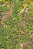 Prostrate Ticktrefoil, Desmodium rotundifolium