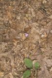 Prostrate Ticktrefoil, Desmodium rotundifolium