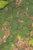 Prostrate Ticktrefoil, Desmodium rotundifolium