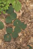Prostrate Ticktrefoil, Desmodium rotundifolium