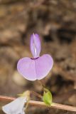 Prostrate Ticktrefoil, Desmodium rotundifolium