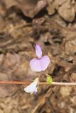 Prostrate Ticktrefoil, Desmodium rotundifolium