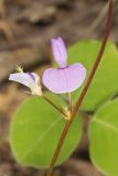 Prostrate Ticktrefoil, Desmodium rotundifolium