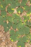 Prostrate Ticktrefoil, Desmodium rotundifolium