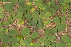 Prostrate Ticktrefoil, Desmodium rotundifolium
